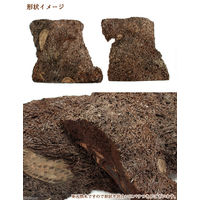 リーフ ヘゴ原木　スライス（１個） 2250003611521（直送品）