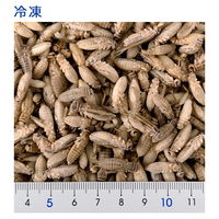 月夜野ファーム 冷凍★イエコＭ １００ｇ 月夜野ファーム 冷凍コオロギ 国産 52541 1個（直送品）