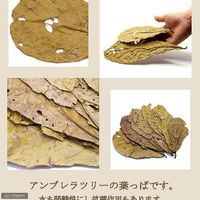 リーフ アンブレラリーフ 2袋(約10枚入り) マジックリーフ 4580295481228 1個（直送品）