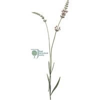 RHSフレグラントガーデン リードデュフューザー 詰替用200ml ラベンダー WLRH0602 1個 WAX LYRICAL（直送品）