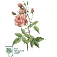 RHSフレグラントガーデン リードデュフューザー　180ml ローズ WLRH0507 1個 WAX LYRICAL（直送品）