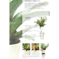 未来アグリス　PD COLLECTION　中鉢観葉植物　ID-8001　フィカス　ベンガレンシス　ベーシックWH　611000058　1鉢（直送品）