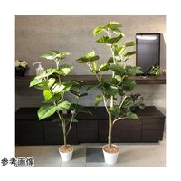 アズワン フィカスウンベラータ(フェイクグリーン 人工樹木)155cm 65-9345-85 1個（直送品）