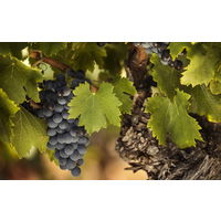 【ナチュラルワイン】フランス　キュヴェ セクレテ 赤ワイン　ミディアムフル　酸化防止剤無添加 750ml 1本　オーガニック　スマイル