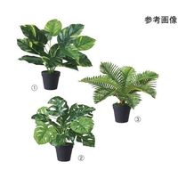 アズワン グリーンポット(フェイクグリーン) ポトス 65-8873-54 1個（直送品）