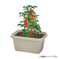 【園芸用品】中山福 ベストコ プランター 深型 長方形 520型 アイボリー MA-4182 1個