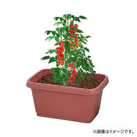 【園芸用品】中山福 ベストコ プランター 深型 長方形 520型 テラコッタ MA-4181 1個