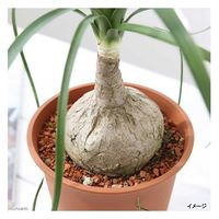 チャーム （観葉植物）トックリラン　５号（１鉢） 183681（直送品）