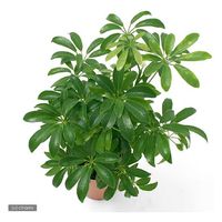 チャーム （観葉植物）シェフレラ　ホンコン　コンパクタ　４号（１鉢） 192424（直送品）