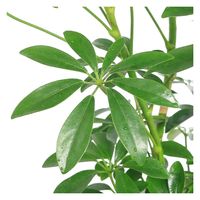 チャーム （観葉植物）シェフレラ　ホンコン　７号（１鉢） 192753（直送品）