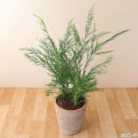 (株)リーフ Leaf Corp アンティークポット　直径２１×２３ｃｍ　赤　モスポット　トール 226011 1個（直送品）