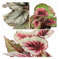 チャーム （観葉植物）ベゴニア　品種おまかせ　４号（１鉢） 348267（直送品）