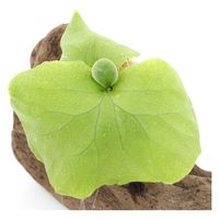 チャーム （観葉植物）テラリウム向け　ビカクシダ　リドレイ　スポア付き流木（１個） 349151（直送品）