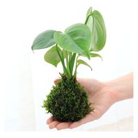 チャーム （観葉植物）苔玉　モンステラ　Ｖｅｒ．這苔（１個） 364889（直送品）