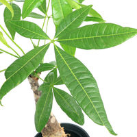 チャーム （観葉植物）パキラ　朴タイプ　６号（１鉢） 69418（直送品）