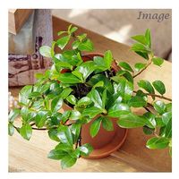 チャーム （観葉植物）フィカス シャングリラ（つる性ガジュマル） ２号ロング 受け皿無し 361448 1鉢（直送品）