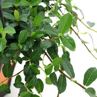 チャーム (観葉植物)フィカス シャングリラ(つる性ガジュマル) 吊り鉢タイプ 5号 367991 1鉢（直送品）