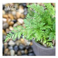 チャーム （観葉植物）シダ　ミニミニトキワシノブ　１号（１鉢） 192407（直送品）