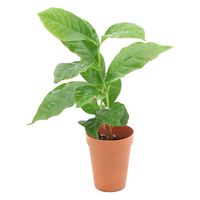 チャーム （観葉植物）コーヒーの木　２号ロング（１鉢） 366774（直送品）