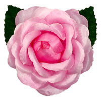 渡辺徽章 ミニローズ 桃 1セット（100個：10個入×10）胸花 徽章 コサージュ