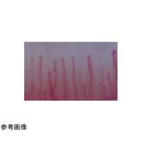 スリーアールソリューション 血流解析ソフト Viewty Eva 3R-SVE01 1個 65-9133-61（直送品）