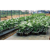 ユニチカ ラブシート 20307BKD(水稲用)210cmX100m 20307BKD210cmX100m 1巻（直送品）