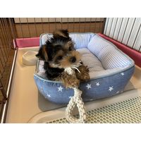 ドギーマン 毎日ハミガキコットン ループ Mini 超小型犬用 1個 【デンタル玩具】