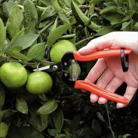 アルスコーポレーション 摘果鋏ロングタイプ 190mm 箱入 300L 1個