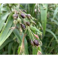 お茶の丸幸 国産はと麦茶ティーバッグ 1袋(24バッグ入)