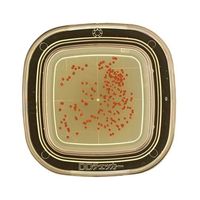 極東製薬工業 細菌検出用培地 DDチェッカー (DD寒天)1ケース(20枚×2箱入) 04200 1ケース(40枚) 6-8778-01（直送品）