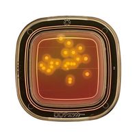 極東製薬工業 細菌検出用培地 DDチェッカー (MSEY寒天)1ケース(20枚×2箱入) 04240 1ケース(40枚) 6-8778-05（直送品）