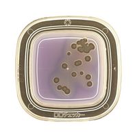 極東製薬工業 細菌検出用培地 DDチェッカー (MLCB寒天)1ケース(20枚×2箱入) 04270 1ケース(40枚) 6-8778-11（直送品）