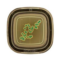 極東製薬工業 細菌検出用培地 DDチェッカー (XーGAL寒天)1ケース(20枚×2箱入) 04220 1ケース(40枚)（直送品）