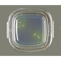 極東製薬工業 細菌検出用培地 DDチェッカー (MBCP寒天)1ケース(20枚×2箱入) 04310 1ケース(40枚) 6-8778-37（直送品）