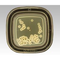 極東製薬工業 細菌検出用培地 DDチェッカー (TGSE寒天)1ケース(20枚×2箱入) 04250 1ケース(40枚) 6-8778-25（直送品）