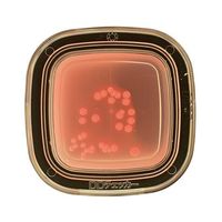 極東製薬工業 細菌検出用培地 DDチェッカー (デオキシコレート)1ケース(20枚×2箱入) 04210 1ケース(40枚)（直送品）