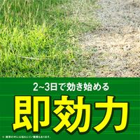 アース カマイラズ 草消滅 ジョウロヘッド 園芸用品 農薬 除草剤 液体 雑草 枯らす 草取り 2L 1個 アース製薬