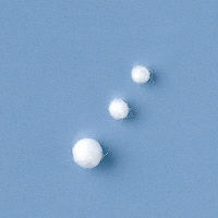 トラボル No.3 006003 1箱（5g×10箱入） 竹虎