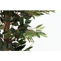 不二貿易 観葉植物 フィカス 1124 A 52662 1台