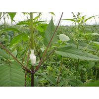 サンエー パクパク(ロング) PK89L 1個（直送品）