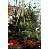 【い草風　園芸ロープ】サトウ い草色PPロープ　紐太さ約6mm×80m　日本製 1個