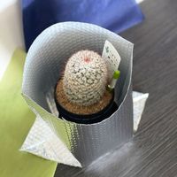 酒井化学工業 ラミパックール LSー2 1セット(200枚:10枚入×20)