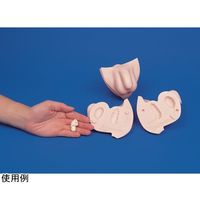 京都科学 人体解剖モデル”タッチゃんII”TMー90ーII K11120-000 1台 67-7096-99（直送品）