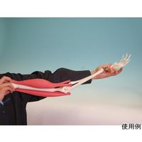 京都科学 腕の筋肉構造模型 K11208-000 1台 67-7097-29（直送品）