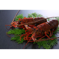 キングマカデミアンJAPAN 天然伊勢海老 活〆生冷凍 IE91102 1個（直送品）