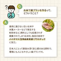 インスタントハブラシ バイオマス 1箱（20本）キャリン