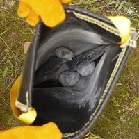 エルモ #3442 火消し袋 1袋