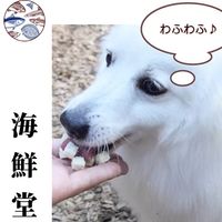 海鮮堂 フリーズドライ 鮭 無添加 14g 1袋 F＆Bell 犬用 猫用 おやつ