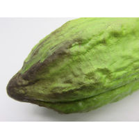 【食品サンプル】 果物専科 カカオの実 B 緑 3070 日本サンプル 1個（直送品）