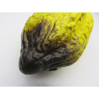 【食品サンプル】 果物専科 カカオの実 E 黄 3073 日本サンプル 1個（直送品）